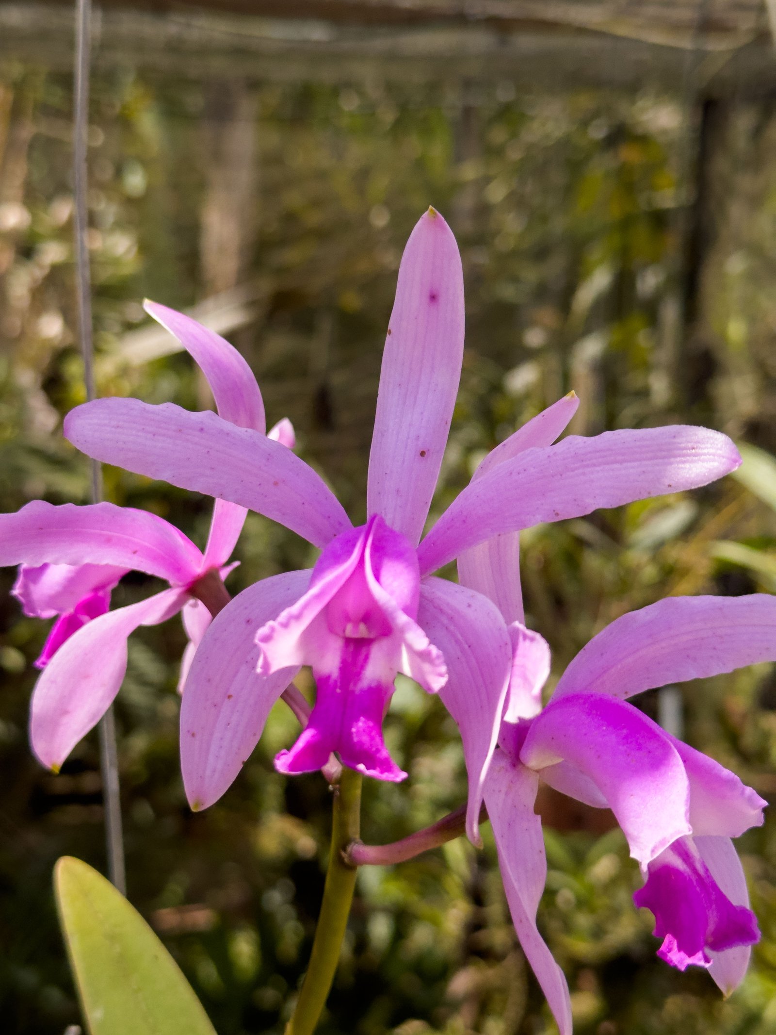 Cattleya intermedia